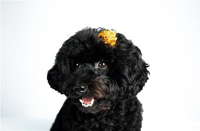 PS5数字版新型号曝光 比老版轻了300克